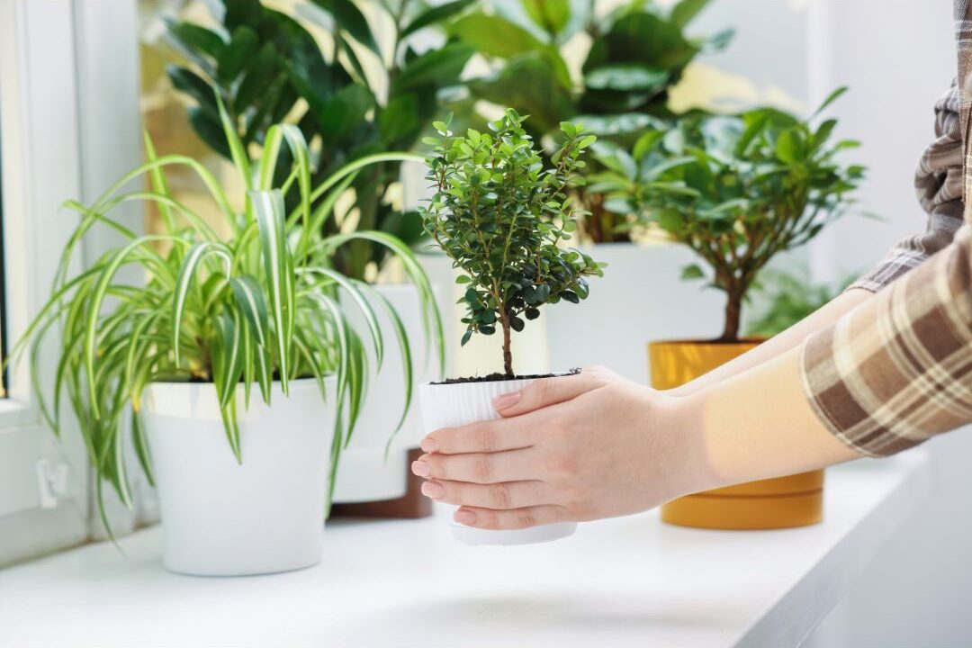 introducing indoor plants to elevate the home environment