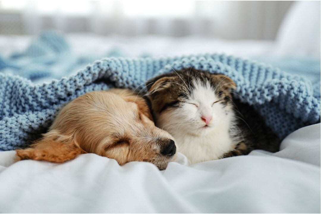 pets as a significant source of why a home always smells bad