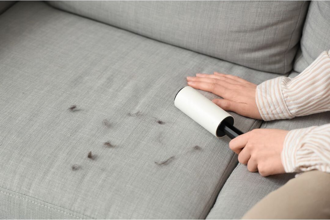 clean fabric sofa free of pet hair welcoming guests to sit down
