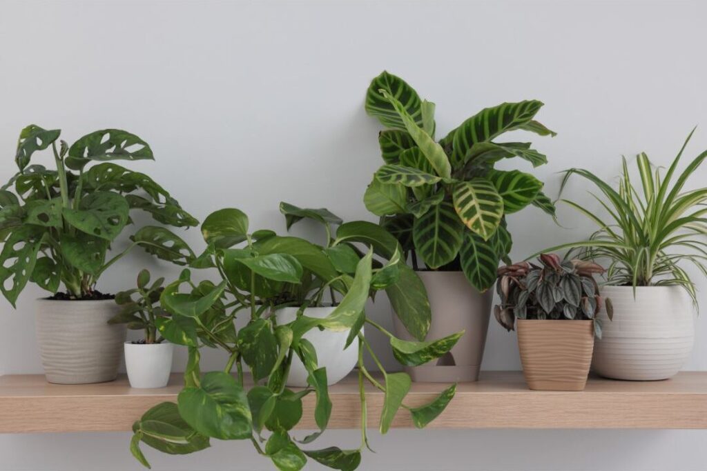 dusty fake plant sitting on high open wooden shelf