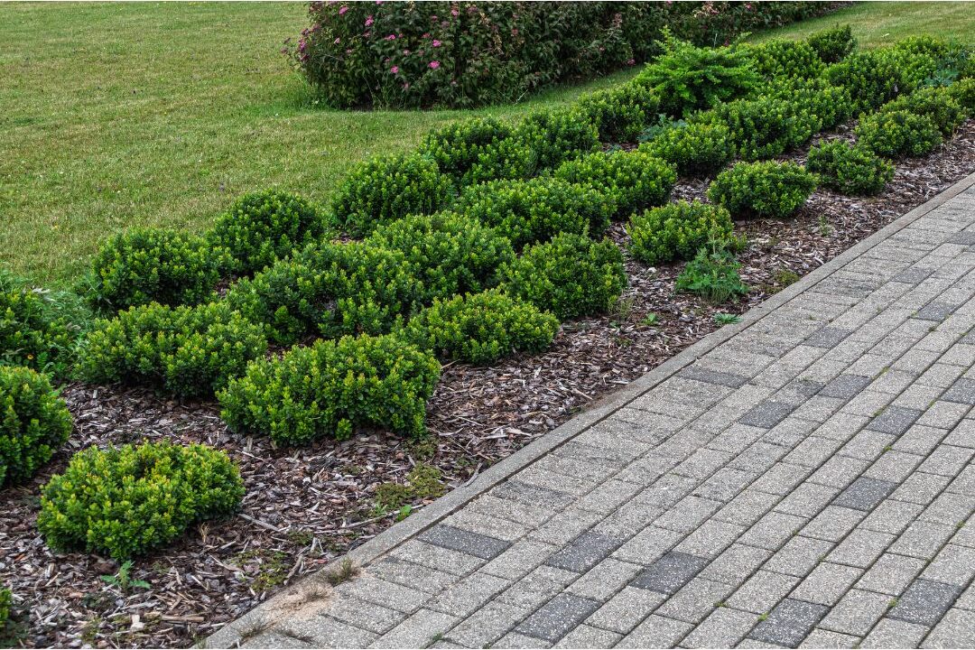 fresh dark brown wood mulch spread neatly around garden shrubs highlighting 70 budget-friendly home upgrades that are actually worth it