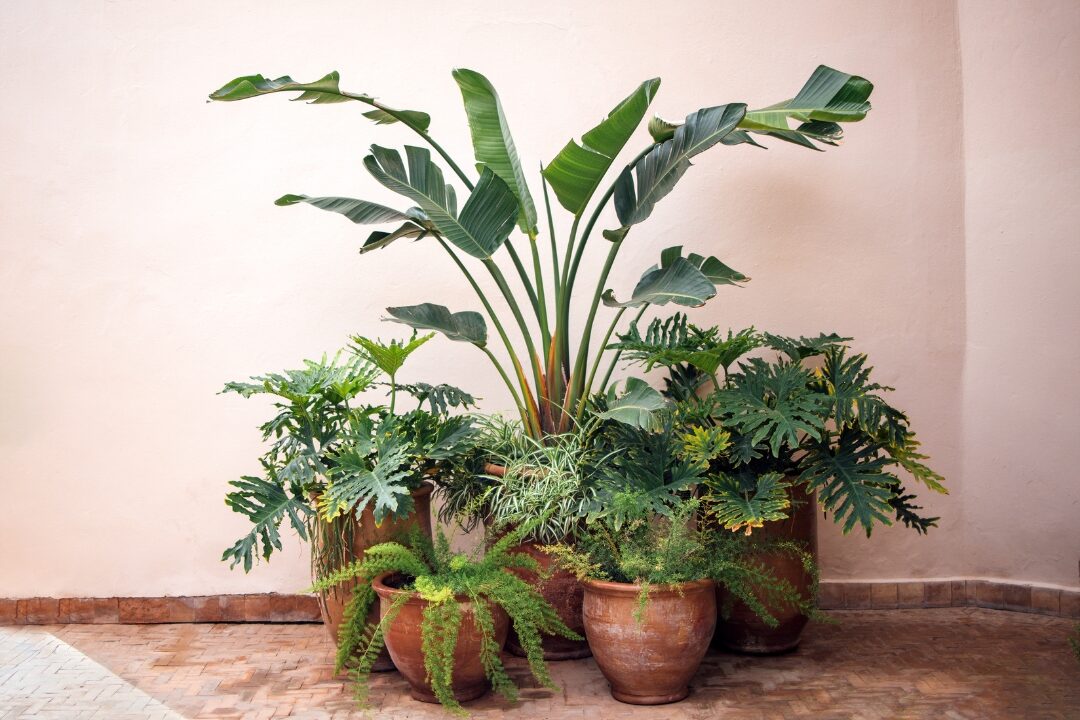 lush green potted indoor plant sitting in terracotta pot on wooden stand