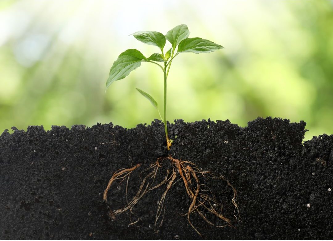 young oak tree seedling growing in fertile soil sunlit