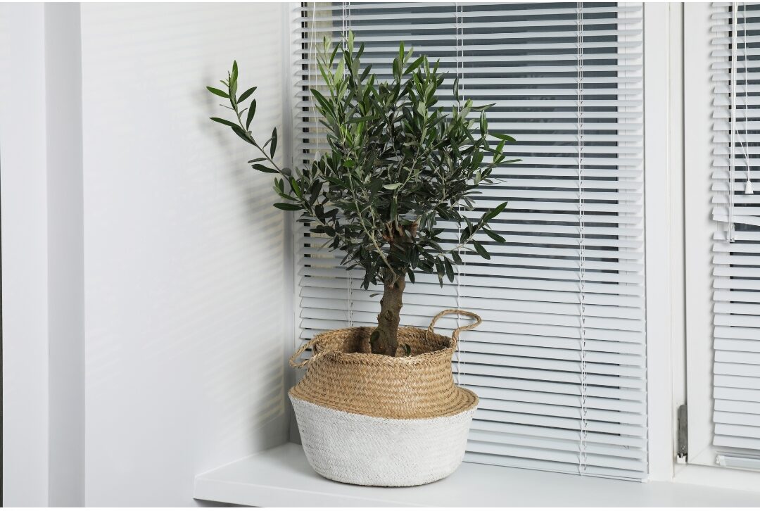 large potted indoor olive tree standing in a ceramic pot checking off 75 things every elegant home has